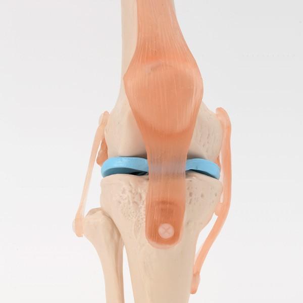 人体模型 骨格模型 膝関節 実物大 7ウェルネ 模型 標本 靭帯 医学 学習