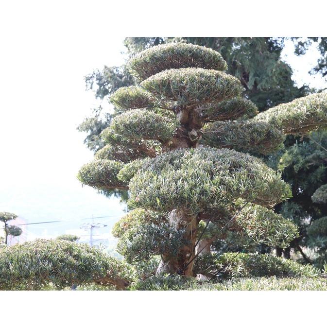 当園引き渡し 槇の木 マキの木 らかんまき 樹齢約50年以上 : 外海商店