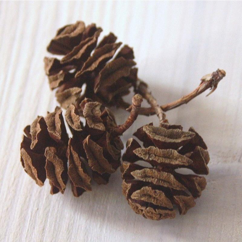 天然素材 メタセコイアの実20個 木の実 : 素材屋・金魚 - 通販 - Yahoo