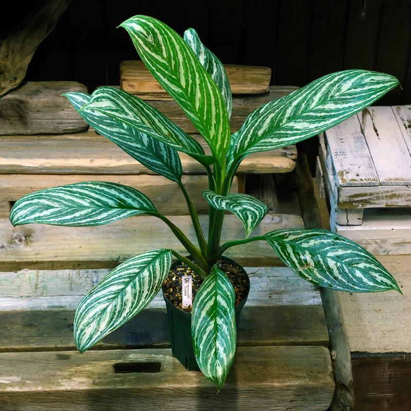 超レア産地！ アグラオネマ カーティシー ミャンマー産 ワイルド株