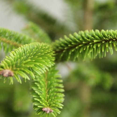 もみの木 ウラジロモミ 樹高1.0m前後(根鉢含まず) 単品 本物の