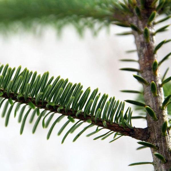 もみの木 (ウラジロモミ) 樹高70〜80cm前後 (根鉢含まず) 単品 本物の