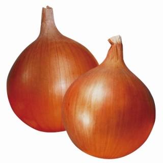 玉ねぎの苗 予約 晩生 もみじ3号 （アサヒ3号） 約100本 : 菜園くらぶ