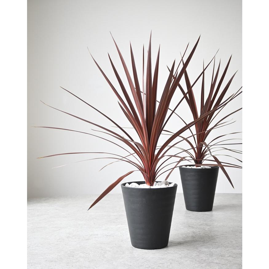 観葉植物 本物 コルジリネ・レッドスター セラアート鉢 ブラックのみ