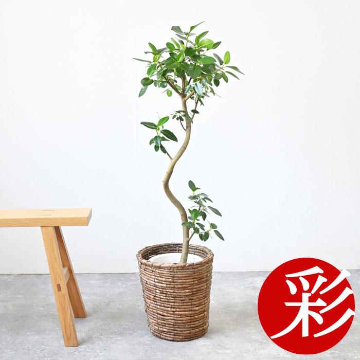 観葉植物 本物 フランスゴム（フィカス・ルビギノーサ）7号鉢 曲がり樹