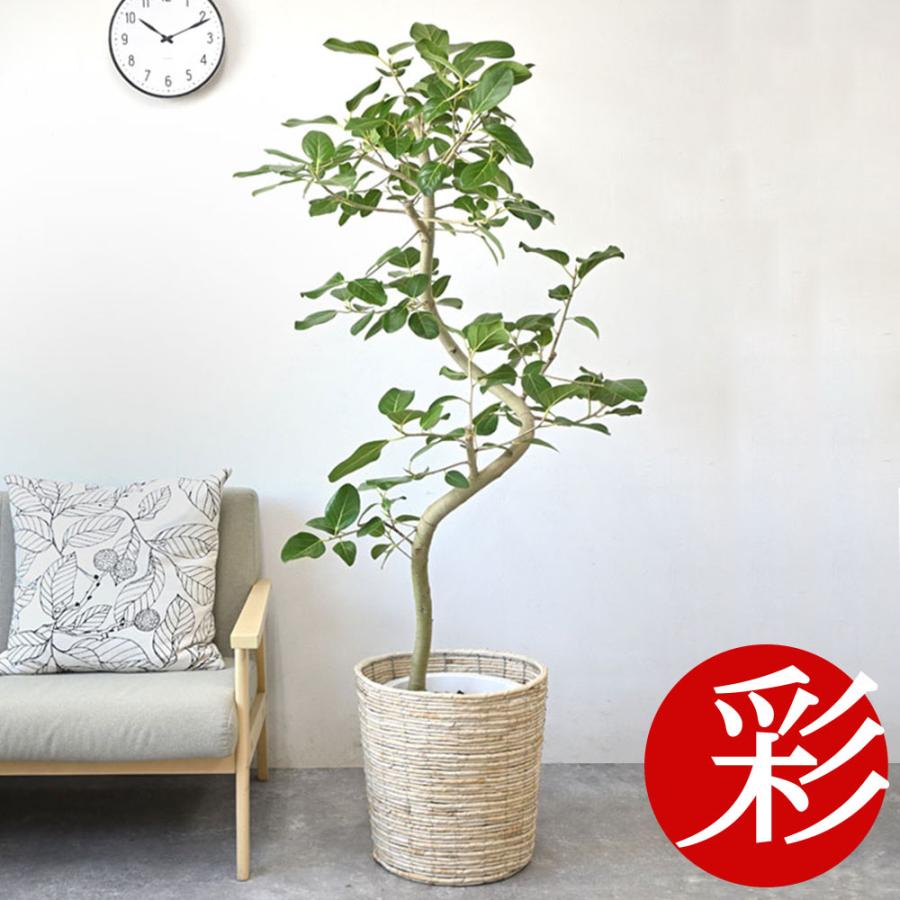 観葉植物 本物 フィカス・ベンガレンシス 10号鉢 ベンガルボダイジュ