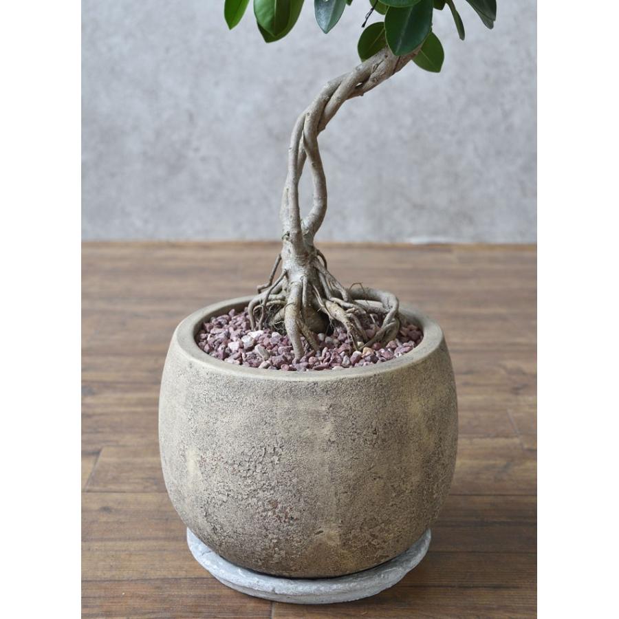 現品】 選べる樹形 観葉植物 本物 ガジュマル（根上がり）バルーン
