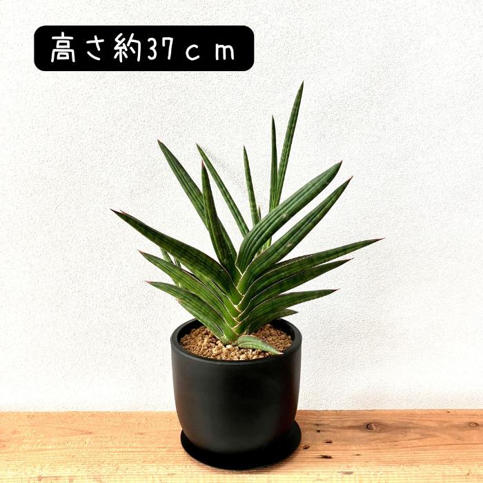 観葉植物 本物 【現品】 希少 1点もの サンスベリア・ケニア 001377