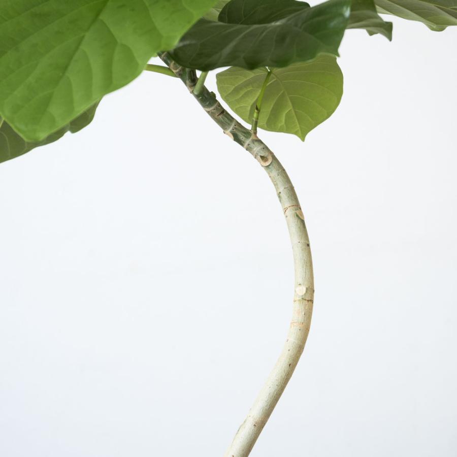 観葉植物 本物 フィカス・ウンベラータ 曲がり樹形 7号鉢 鉢カバー