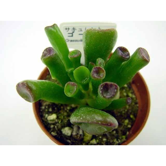 多肉植物 ゴーラム : 花とグリーンギフト三本松フラワー - 通販