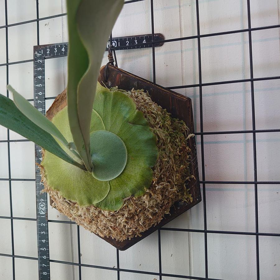 ホワイト ミスターオート P. 'White Mr Oat'（peevia） 一点物 検