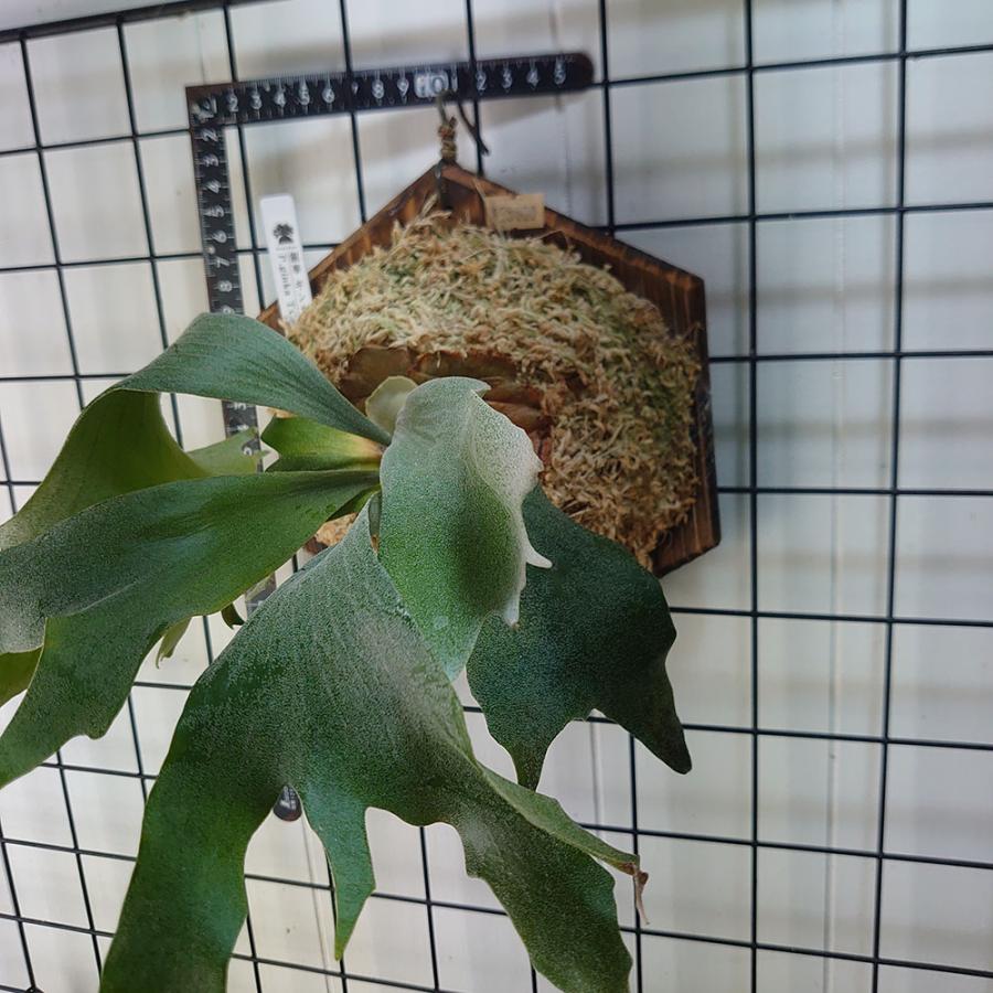 ギンカTC P.ginka TC 一点物 検/ビカクシダ Platycerium コウモリラン