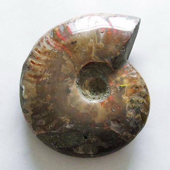 虹入り アンモナイト 化石 t570-4882 : 誠安天然石専門店 - 通販