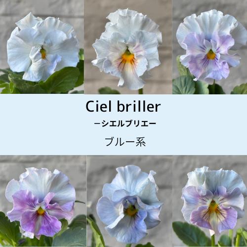 パンジー シエルブリエ 1株 ブルー系 3〜3.5号ポット苗 寄せ植え 花苗