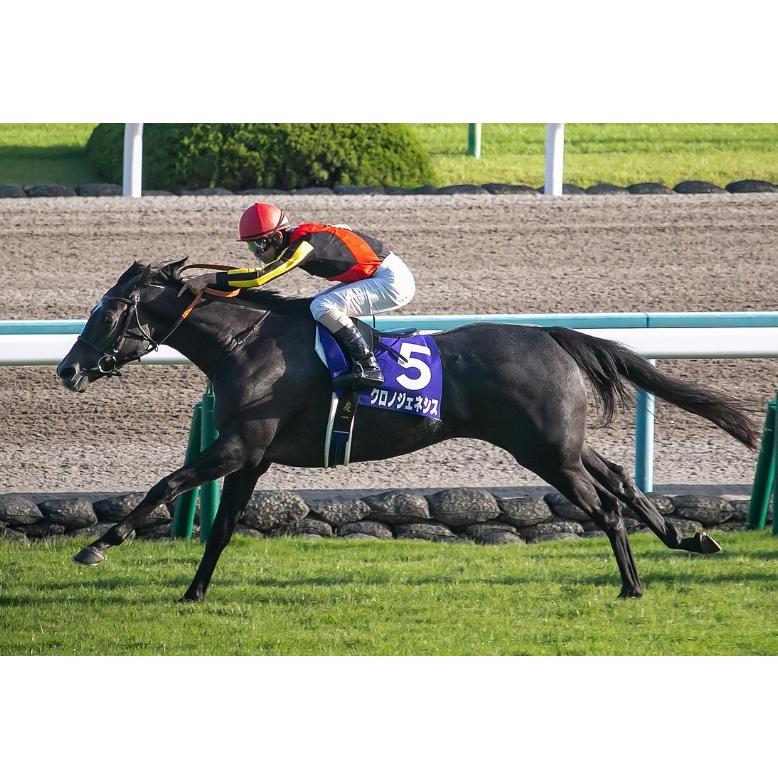 クロノジェネシス ぬいぐるみ Mサイズ 競馬 アイドルホース 第62回宝塚