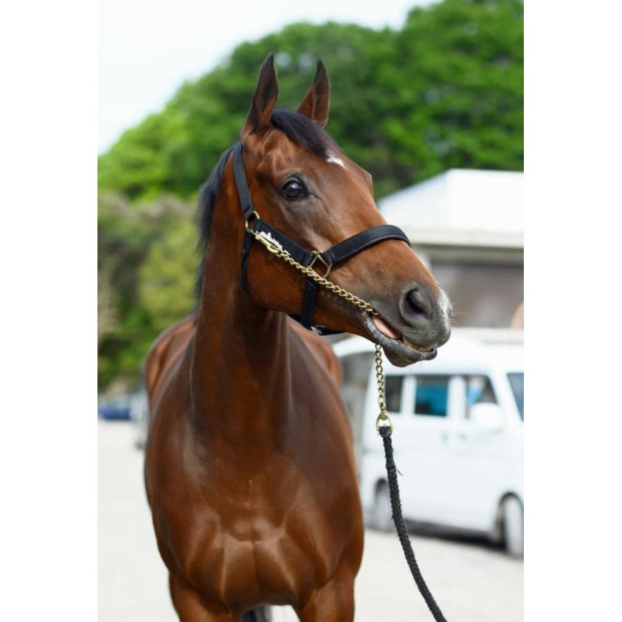 アーモンドアイ（9冠メモリアル） ぬいぐるみ Mサイズ アイドルホース