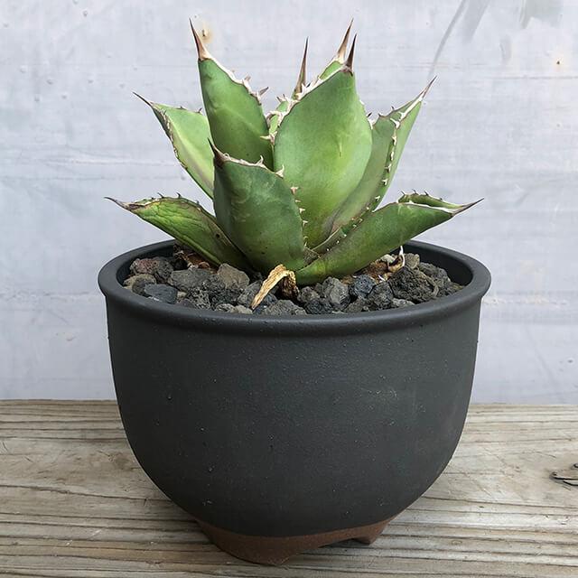 伝市鉢 コウロ型【素焼き】4号 植木鉢 陶器 丹波立杭焼 市野伝市窯