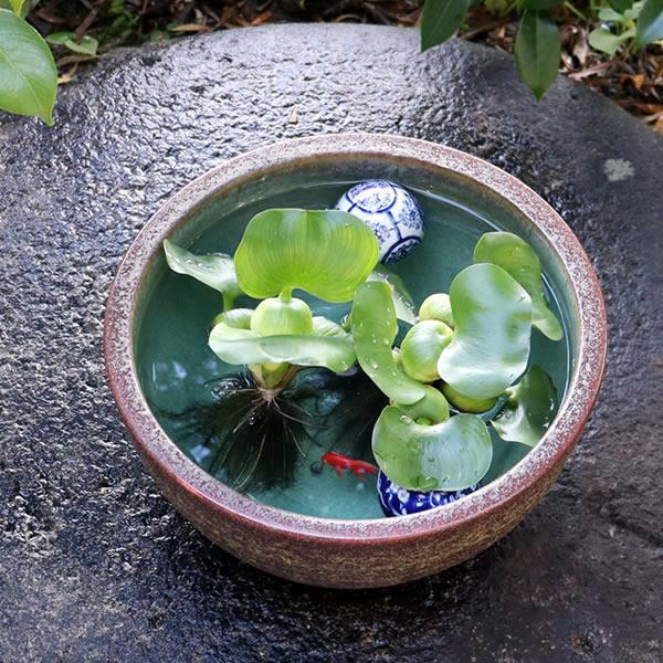 信楽焼 睡蓮鉢 メダカ鉢 おしゃれ めだか鉢 陶器 水鉢 ビオトープ