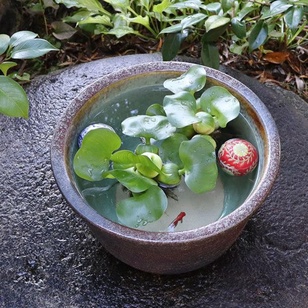 信楽焼 睡蓮鉢 メダカ鉢 おしゃれ めだか鉢 陶器 水鉢 ビオトープ