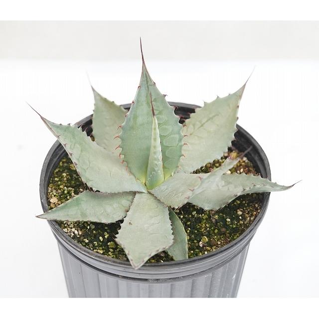 アガベ交配種（パリー×フレキシスピナ） 大株 ※7号規格 抜き苗 : 四国