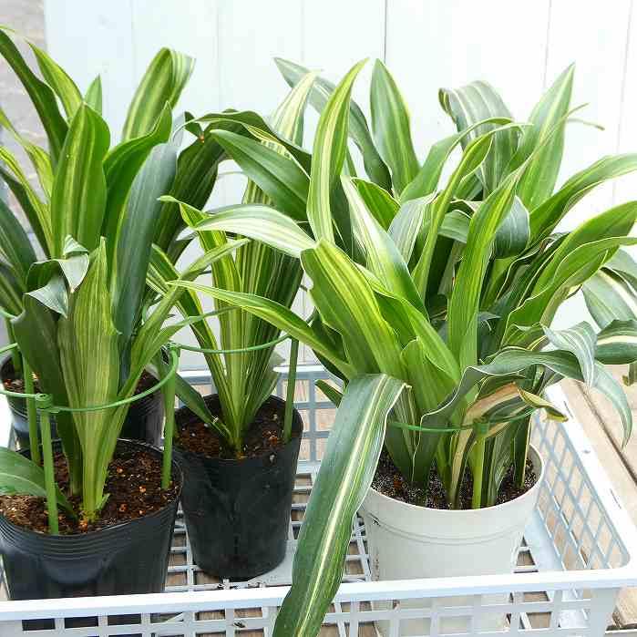 オモト 万年青 5号 斑入り 現品4 観葉植物 室内用 引っ越し 縁起物