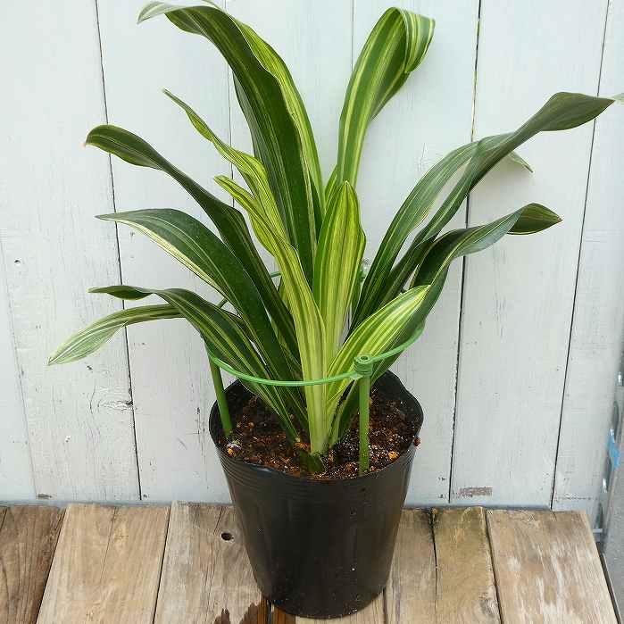 オモト 万年青 5号 斑入り 現品4 観葉植物 室内用 引っ越し 縁起物