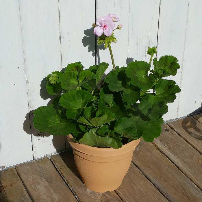 栄養系ゼラニウム クオリティ ピンクレース 5号鉢 鉢花 ゼラニューム