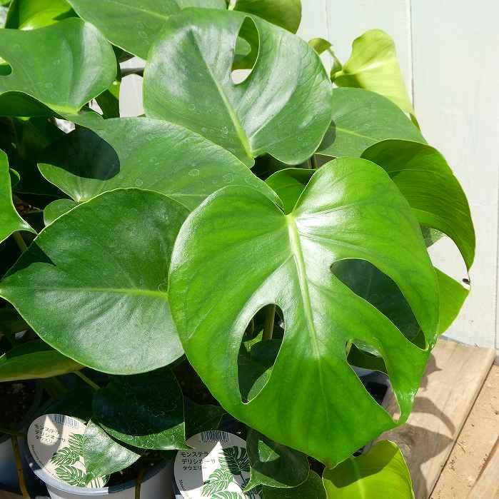モンステラ デリシオーサ タウエリー コンパクト種 4号 観葉植物