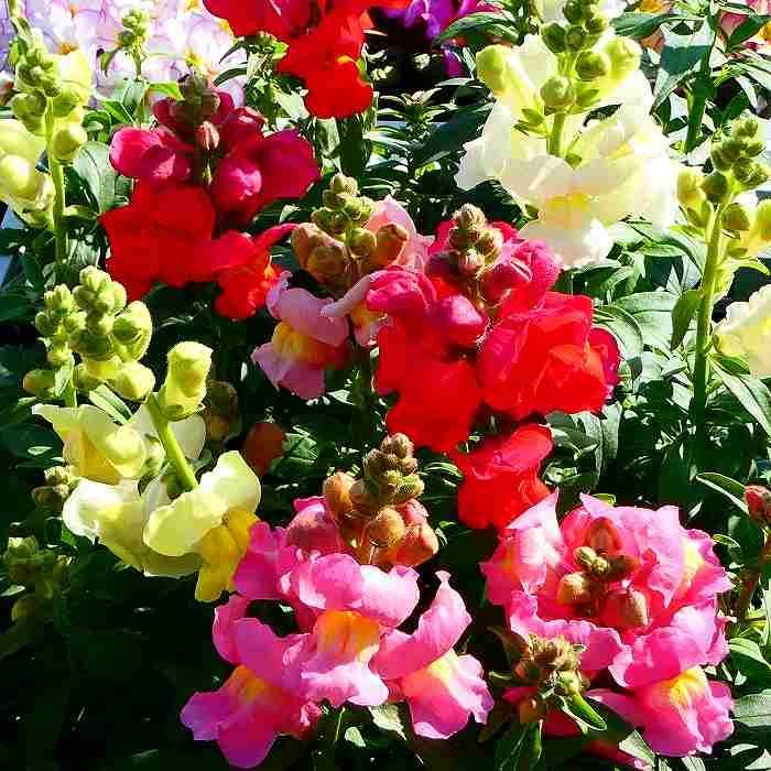 金魚草 苗 3.5号 花色お任せ キンギョソウ 花苗 耐寒性 冬〜春花壇に