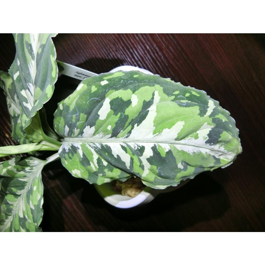 アグラオネマピクタム Aglaonema pictum toricolor type 【白虎】4号