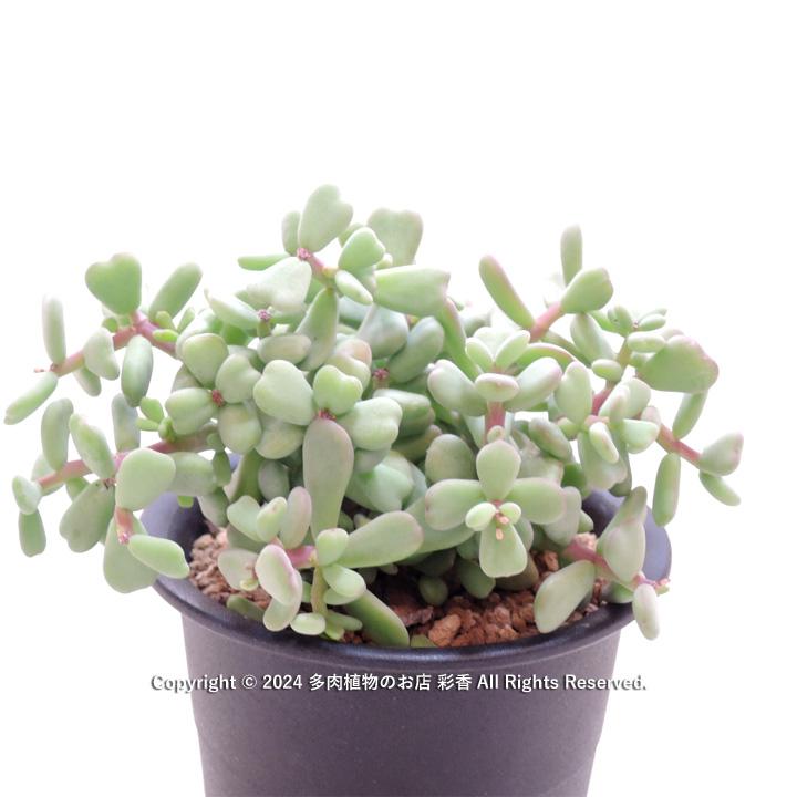 ケラリア ピグマエア : 多肉植物のお店 彩香 Yahoo!店 - 通販 - Yahoo