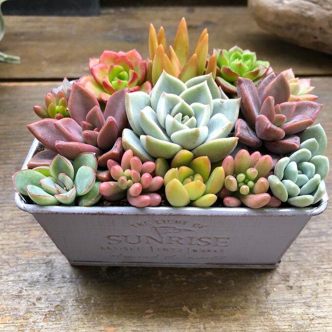 ブリキ鉢の多肉寄せ植え 多肉植物 可愛い もりもり : パリジェンヌ