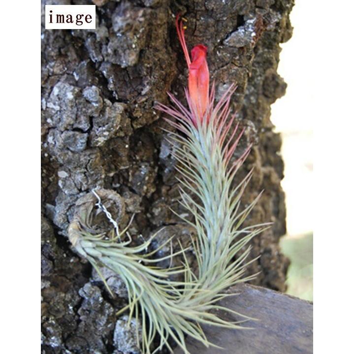 チランジア フンキアナ クランプL 約20cm エアプランツ エアー