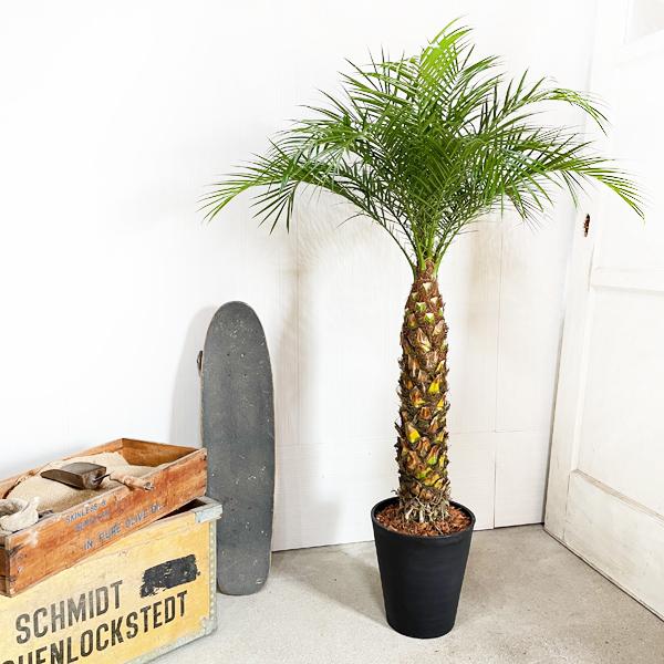 フェニックス ロベレニー 8号鉢 ブラックセラアート鉢植え 状態良し