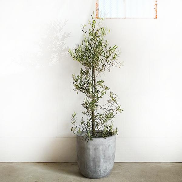 オリーブ オリーブの木 観葉植物 10号 大型 ラウンド型 高級鉢カバー付