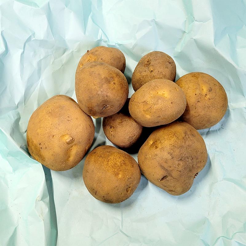 10kg 種芋 キタカムイ 混玉 ジャガイモ じゃがいも栽培用 吉S DZ (海外
