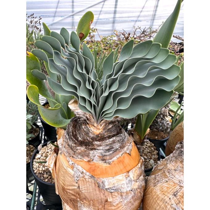 種子】ブーファン・ハエマンソイデス 自家2024 3s Boophane