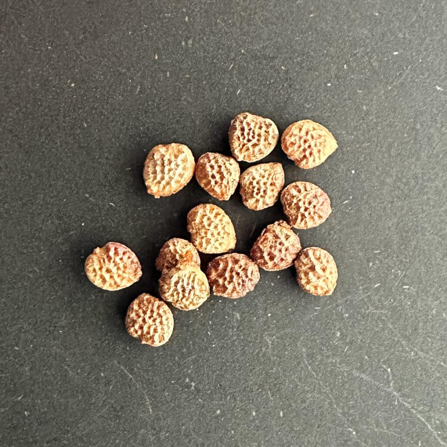 種子】アデニア・クラドセパラ 10s Adenia cladosepala : プラント