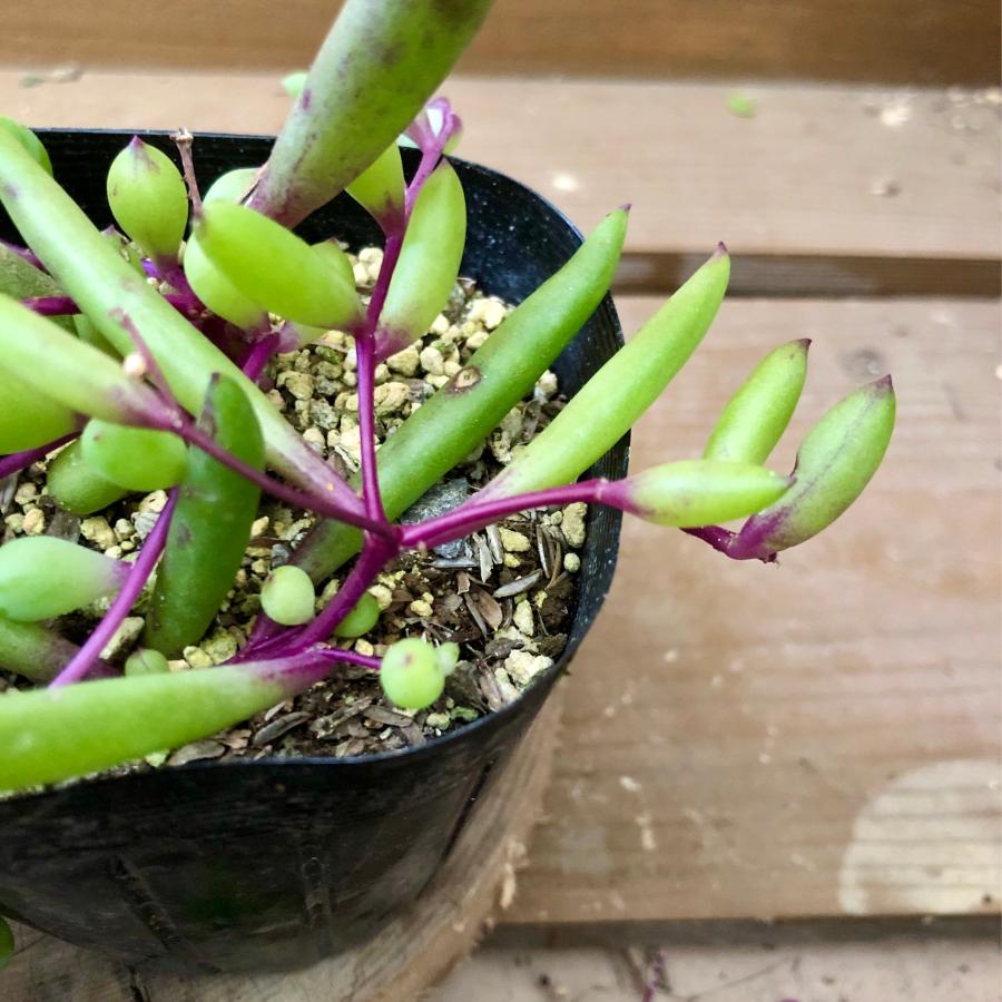 多肉植物 観葉植物 ルビーネックレス 2ポットset : plantlife - 通販