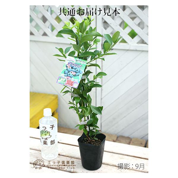 ブルーベリー 『 ラビットアイ系 』 （ 2年生 ） 3.5号ポット苗 【 2個