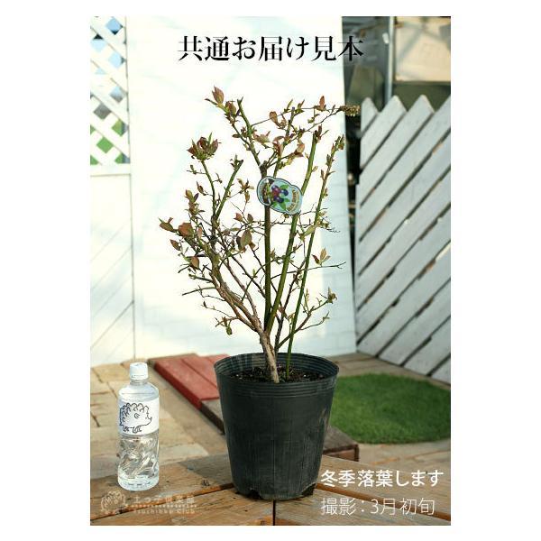 ブルーベリー （ 5年生 ） 7号ポット苗木 大苗 【 選べる品種 】（全20