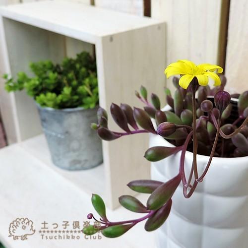 多肉植物 『 ルビーネックレス 』 7.5cmポット苗 （ 鉢と受け皿