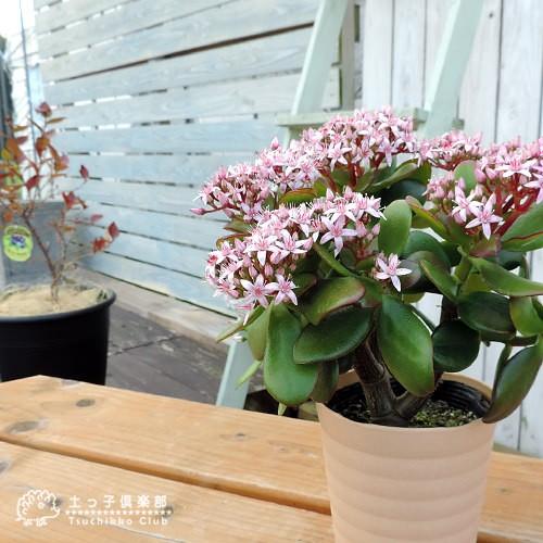 花咲く多肉植物 『 桜花月 （ サクラカゲツ ）』 11cm鉢 金のなる木