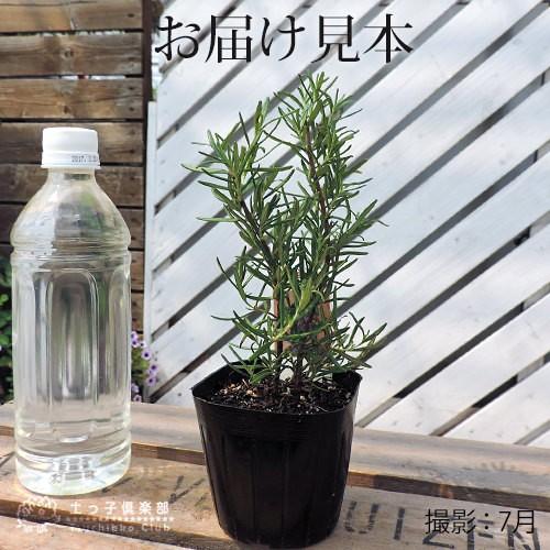ローズマリー 9cmポット苗 : 花と緑の専門店 土っ子倶楽部 - 通販