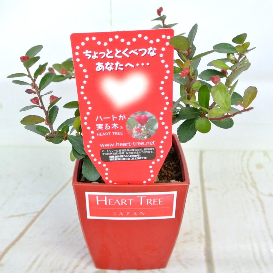 ハートツリー 4号鉢 ハート形のかわいらしい実をつける ハリツルマサキ
