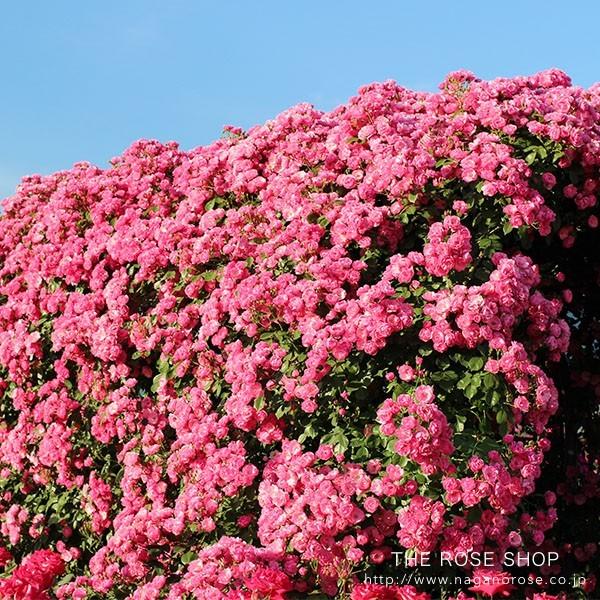 バラ苗 つるアンジェラ (アウトレット苗) つるバラ 四季咲き 小輪