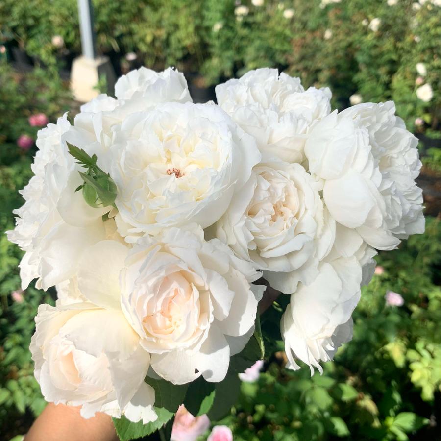 バラ苗 シュセット (大苗) ハイブリッドティー 四季咲き 大輪 白系