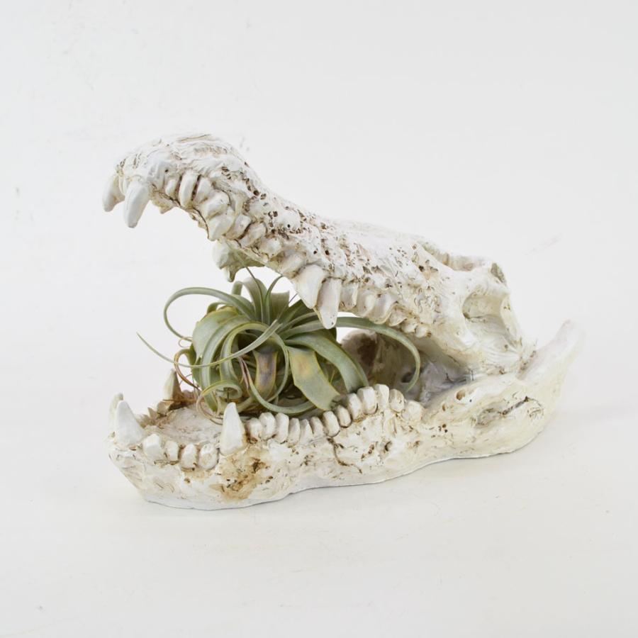 クロコダイルスカル オブシェ ワニ 鰐 骨 骸骨 植物 置物 : ラタン