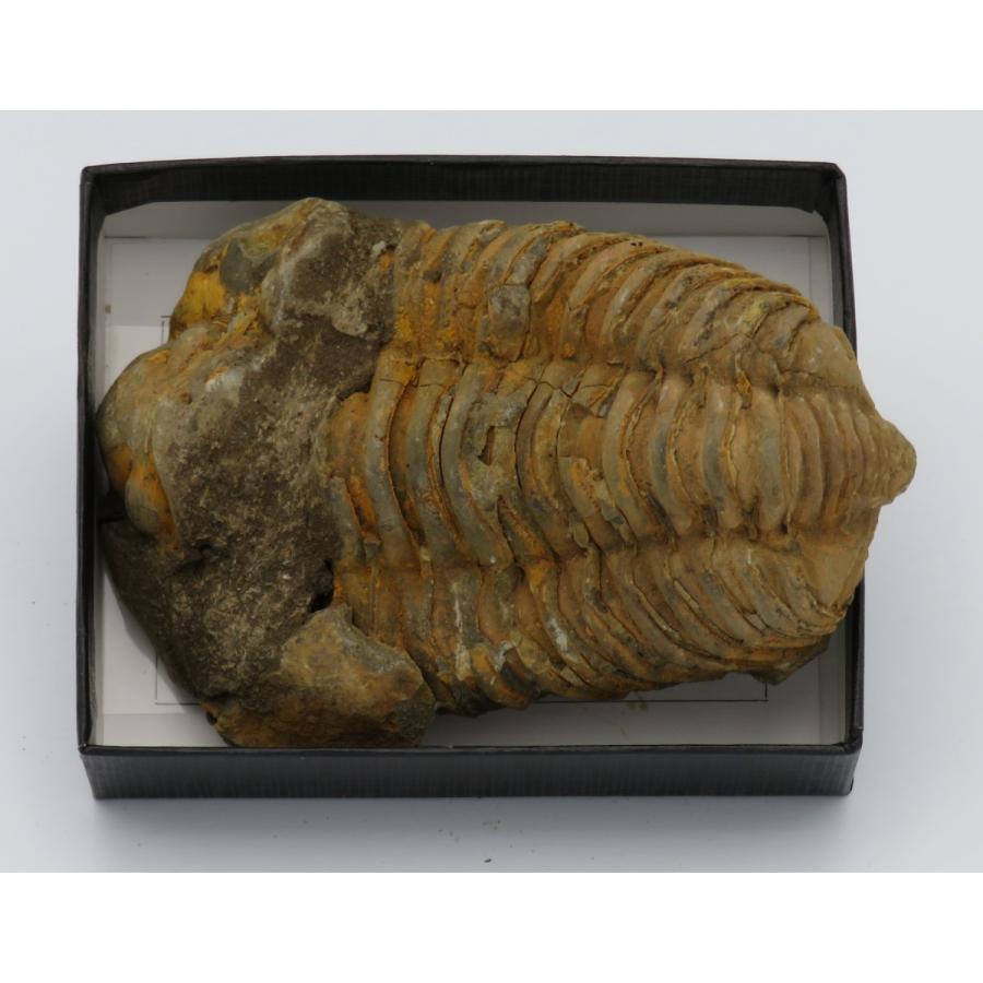 三葉虫化石 カリメネ E : Raptors - 通販 - Yahoo!ショッピング