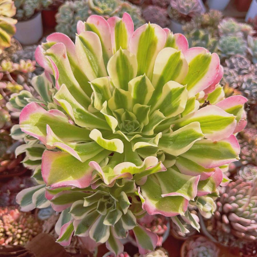 多肉植物 新品種 Aeonium 白鳳錦 特大群生 直径約18cm るる農園 : るる